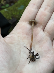 Psilocybe pelliculosa