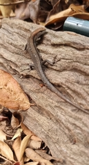 Trachylepis variegata