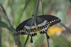 Papilio liomedon