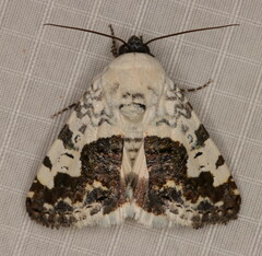 Acontia discoidea