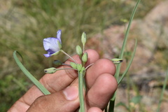 Tradescantia occidentalis