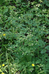 Thalictrum sparsiflorum