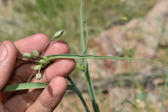 Tradescantia occidentalis