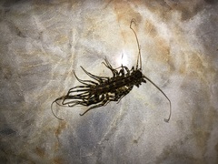 Allothereua maculata
