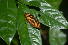 Limenitidinae