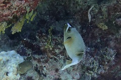 Arothron nigropunctatus