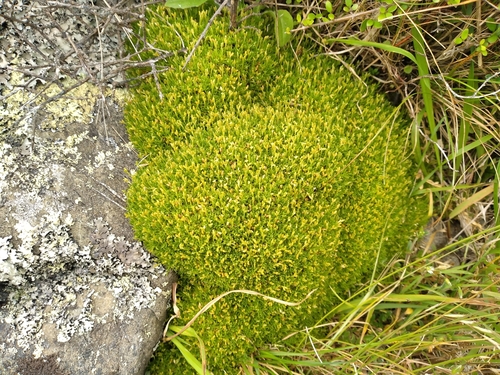Image of Scleranthus biflorus by (c) Leon Perrie, some rights reserved (CC BY)