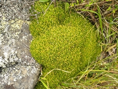 Scleranthus biflorus