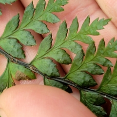 Polystichum oculatum