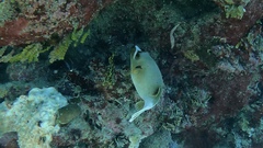 Arothron nigropunctatus