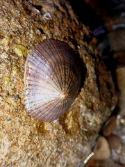 Cellana nigrolineata