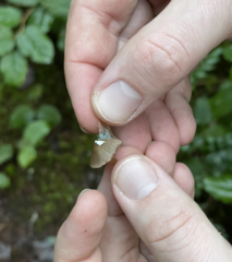 Psilocybe pelliculosa