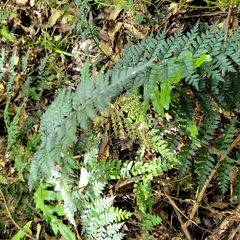 Polystichum oculatum