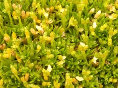 Scleranthus biflorus