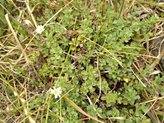 Vittadinia australis