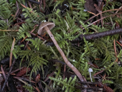 Psilocybe pelliculosa