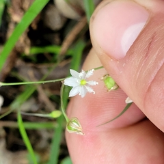 Arthropodium candidum