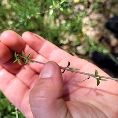 Coprosma microcarpa