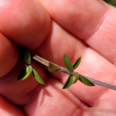 Coprosma microcarpa