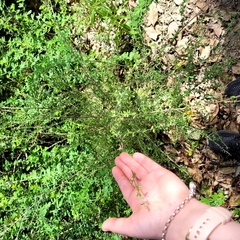 Coprosma microcarpa