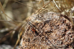 Lygaeus reclivatus