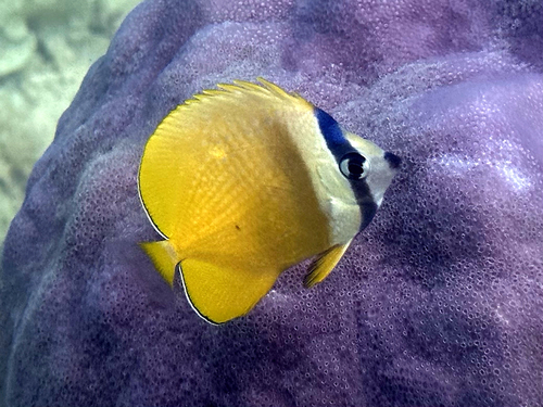 Blacklip Butterflyfish