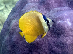 Whitespotted Butterflyfish photo 2