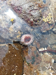 Phlyctenanthus australis