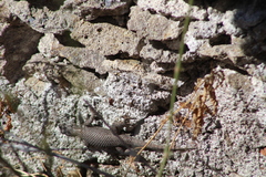 Sceloporus spinosus