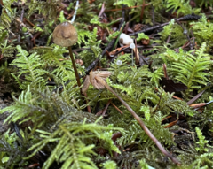 Psilocybe pelliculosa