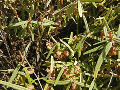 Thomasia petalocalyx