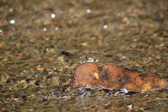 Heliocypha bisignata