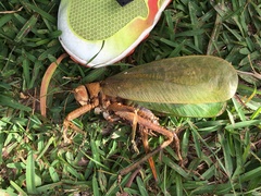 Pseudophyllanax imperialis