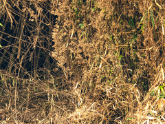 Pomatorhinus musicus