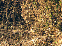 Pomatorhinus musicus