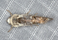 Acontia ectorrida