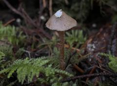 Psilocybe pelliculosa