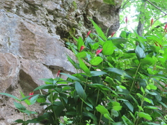 Spigelia marilandica