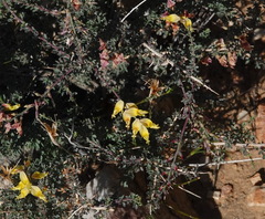 Wiborgia sericea