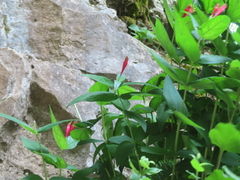 Spigelia marilandica