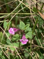 Scutellaria humilis