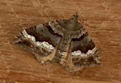 Hydriomena deltoidata