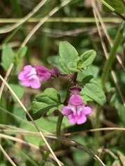 Scutellaria humilis