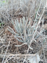 Dudleya attenuata