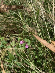 Scutellaria humilis
