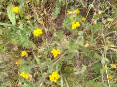 Lotus suaveolens