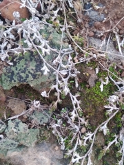 Selaginella cinerascens