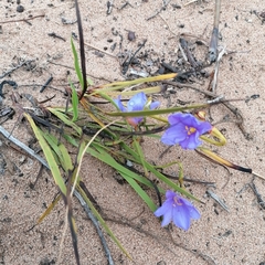 Aristea glauca