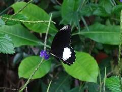 Papilio ambrax