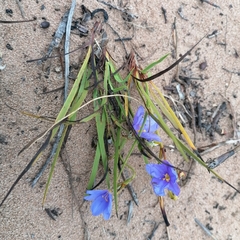 Aristea glauca